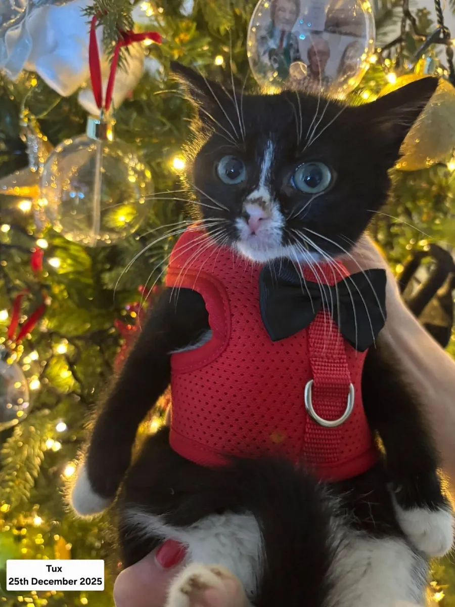 Cat - Image 2