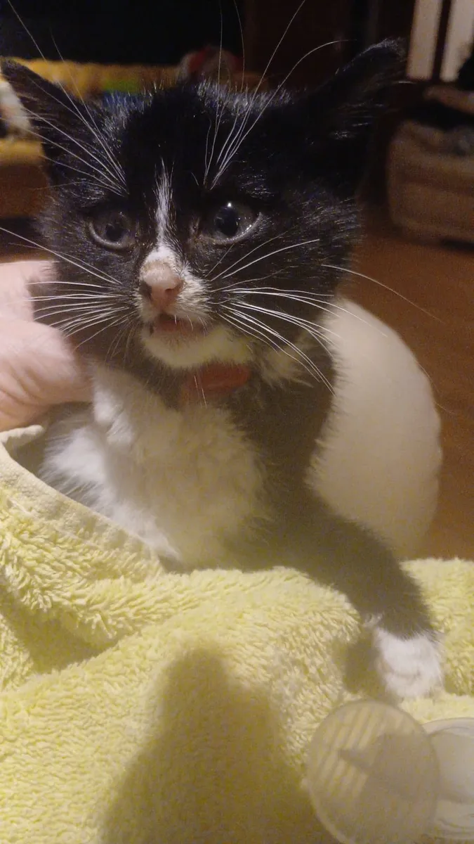 Cat - Image 3