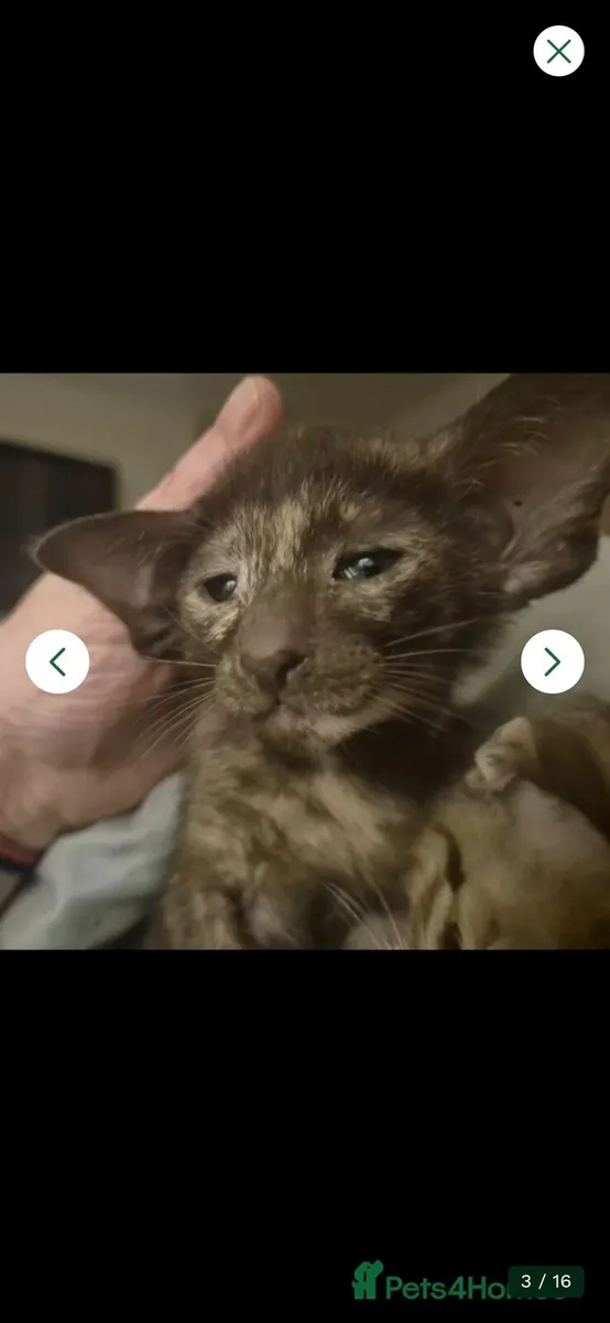 Pedigree Oriental kittens - Image 1