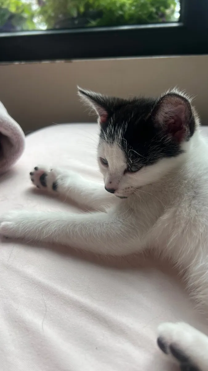 Lovely kittens are looking for new family - Image 2
