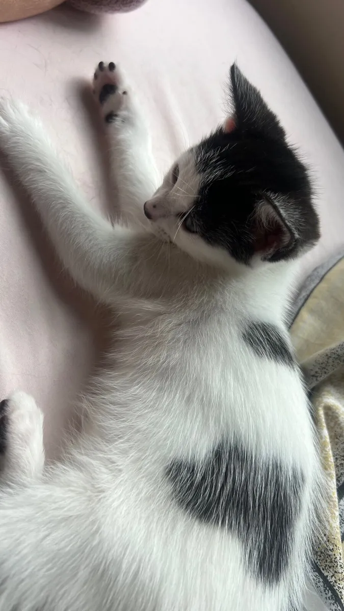 Lovely kittens are looking for new family - Image 3