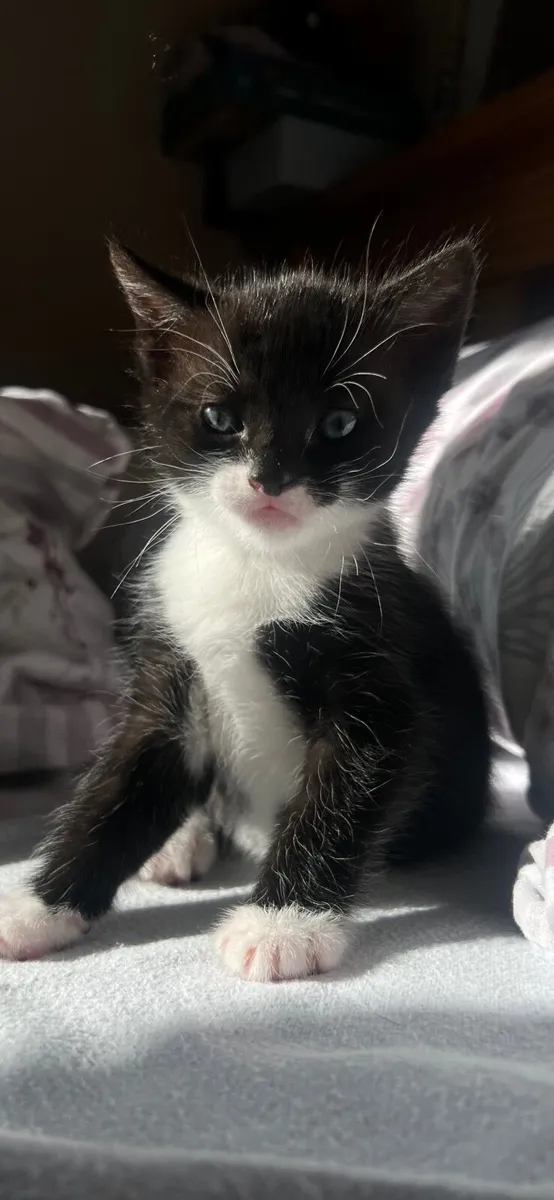 Lovely kittens are looking for new family - Image 4