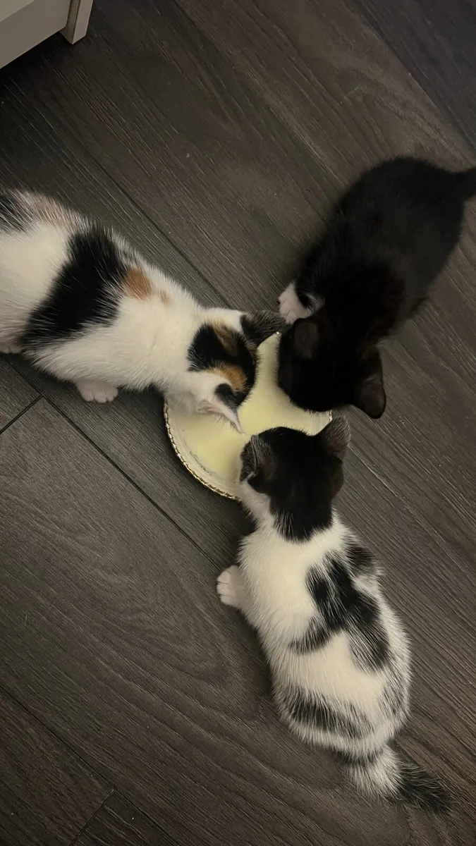 Lovely kittens are looking for new family - Image 1