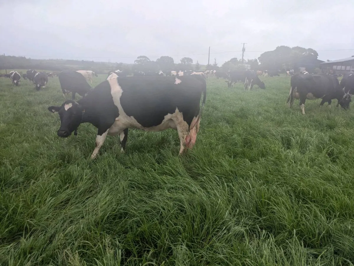 Cow - Image 1