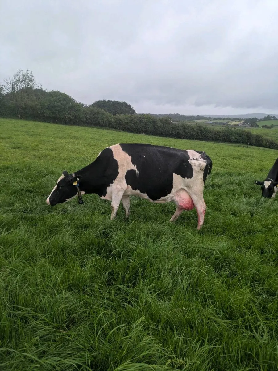Cow - Image 2