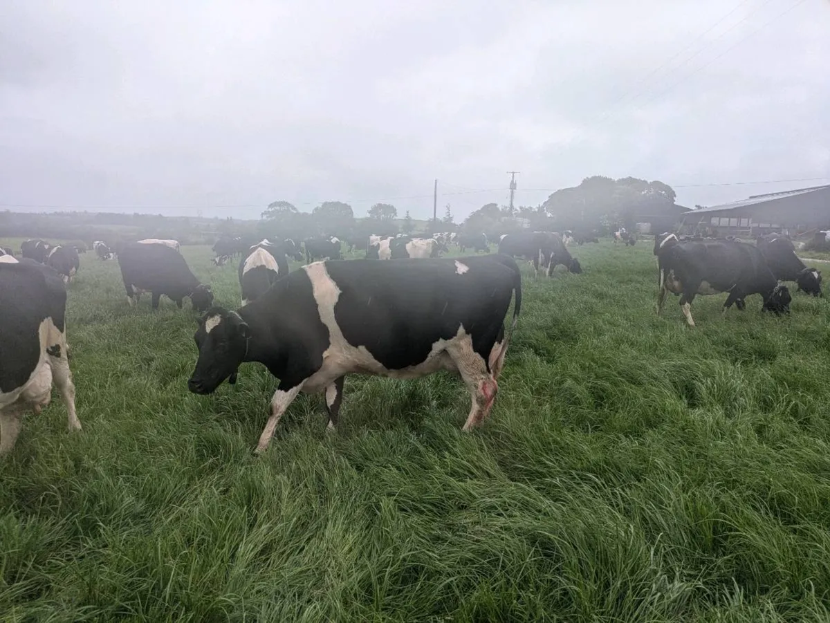 Cow - Image 3