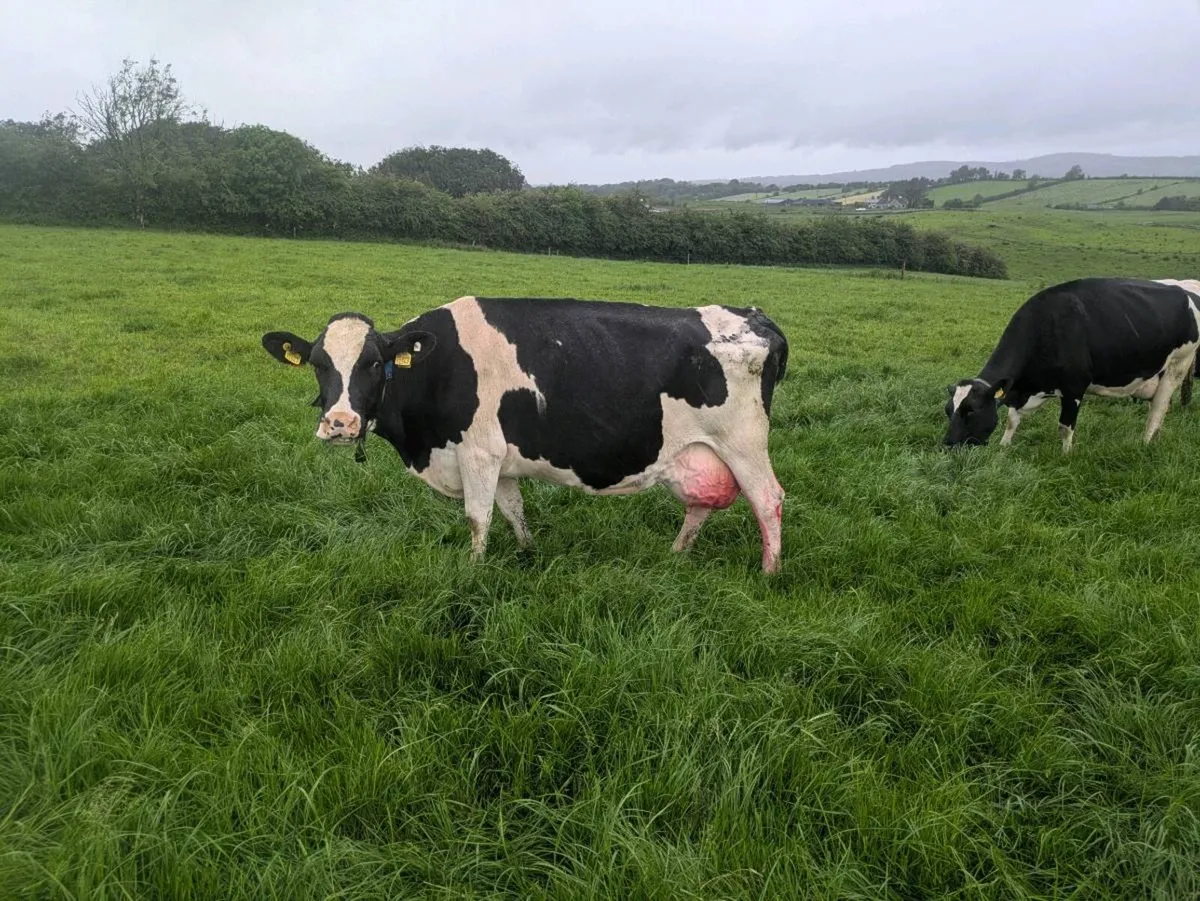 Cow - Image 4