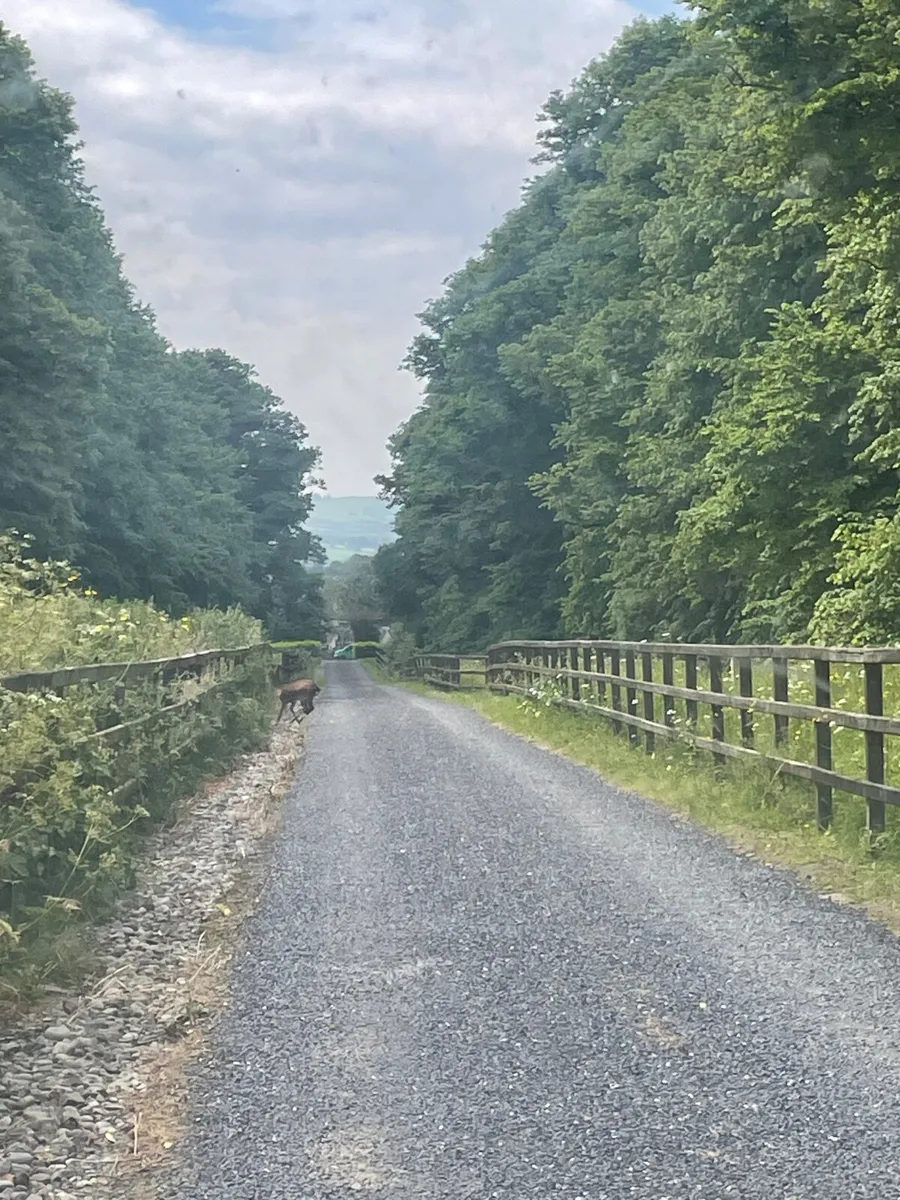 Timber fence - Image 1