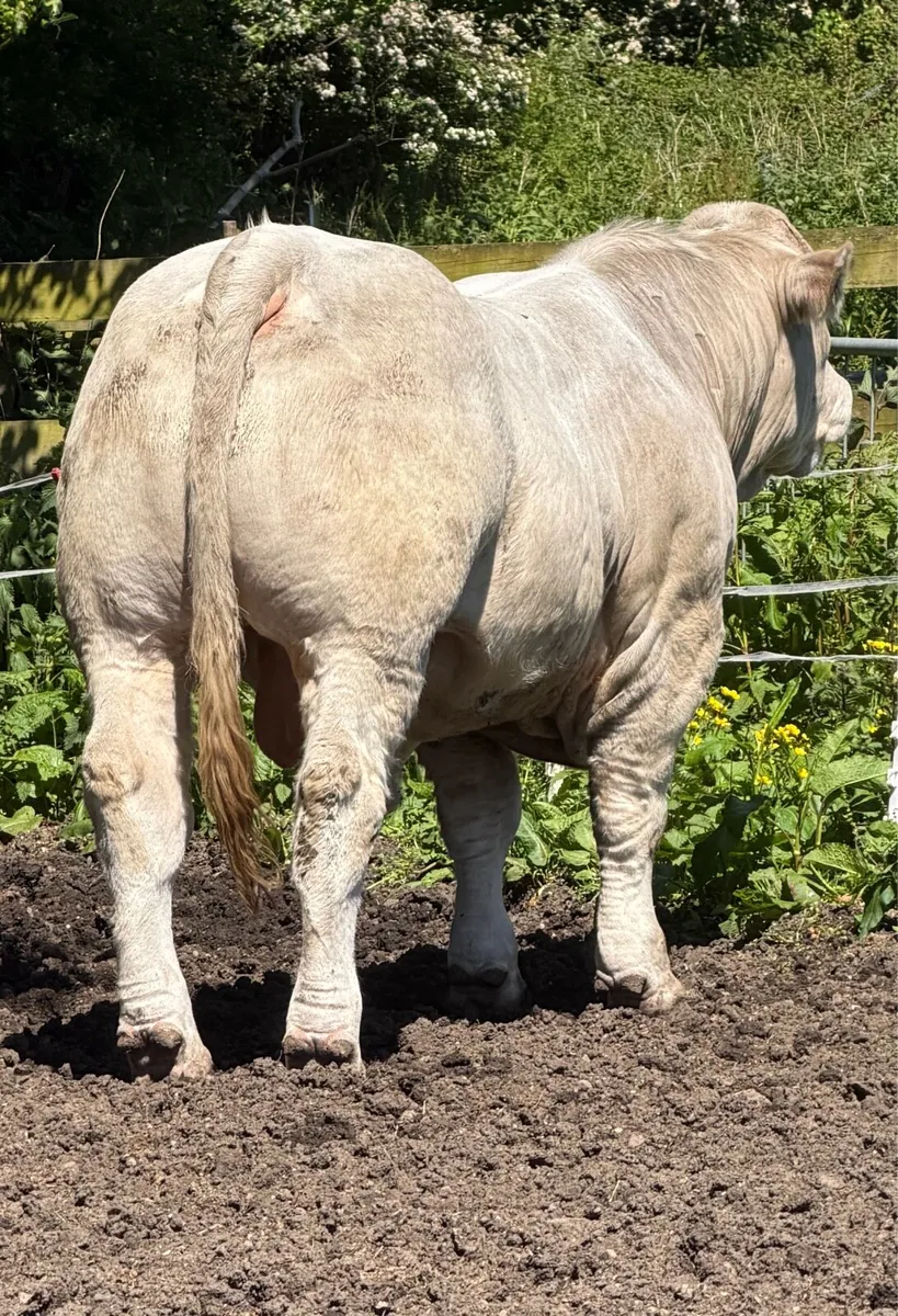 Charolais Bull for sale @ Midland and Western Sale - Image 3