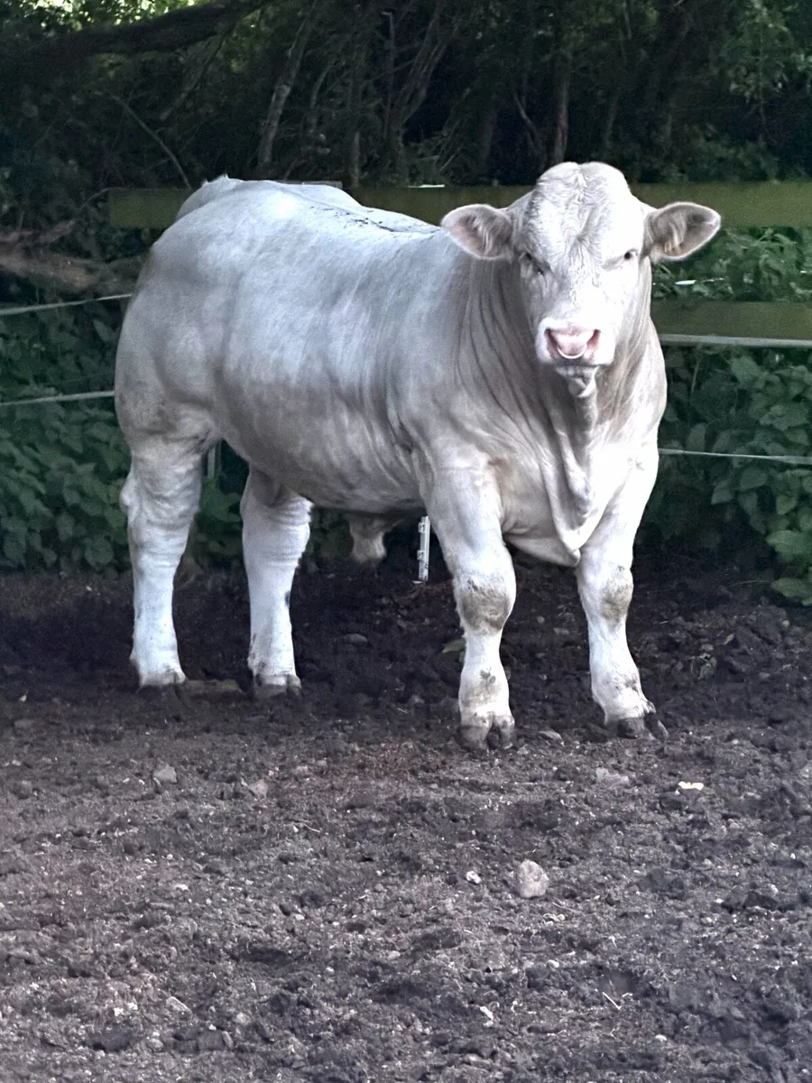 Charolais Bull for sale @ Midland and Western Sale - Image 1