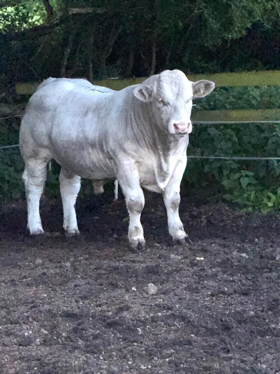 Charolais Bull for sale @ Midland and Western Sale - Image 2