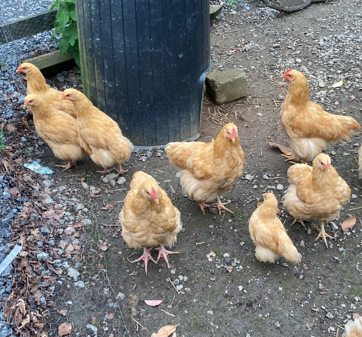 Buff Orpington Roosters - Image 1