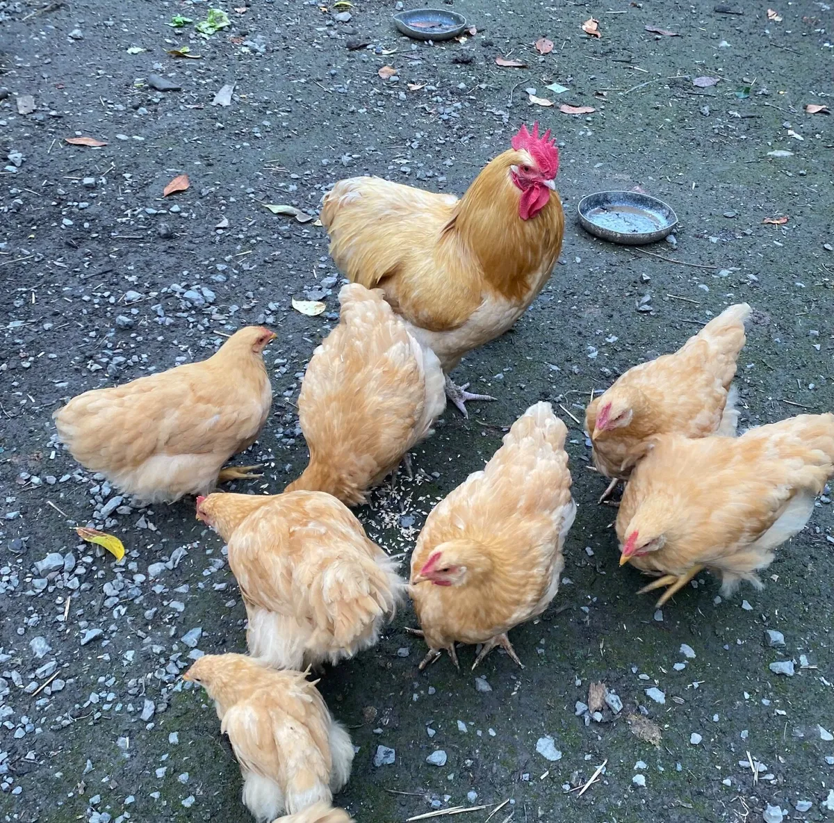 Buff Orpington Roosters - Image 2
