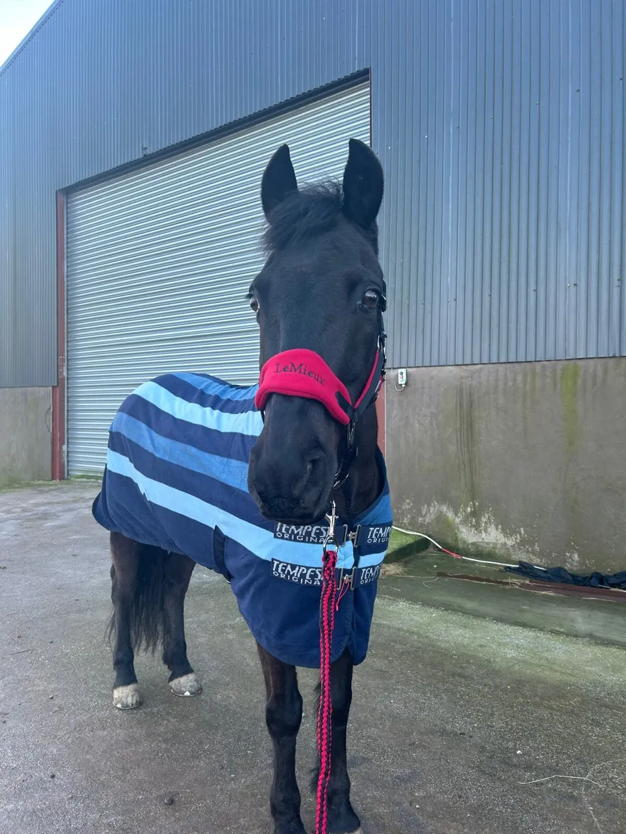 Pony - Image 2