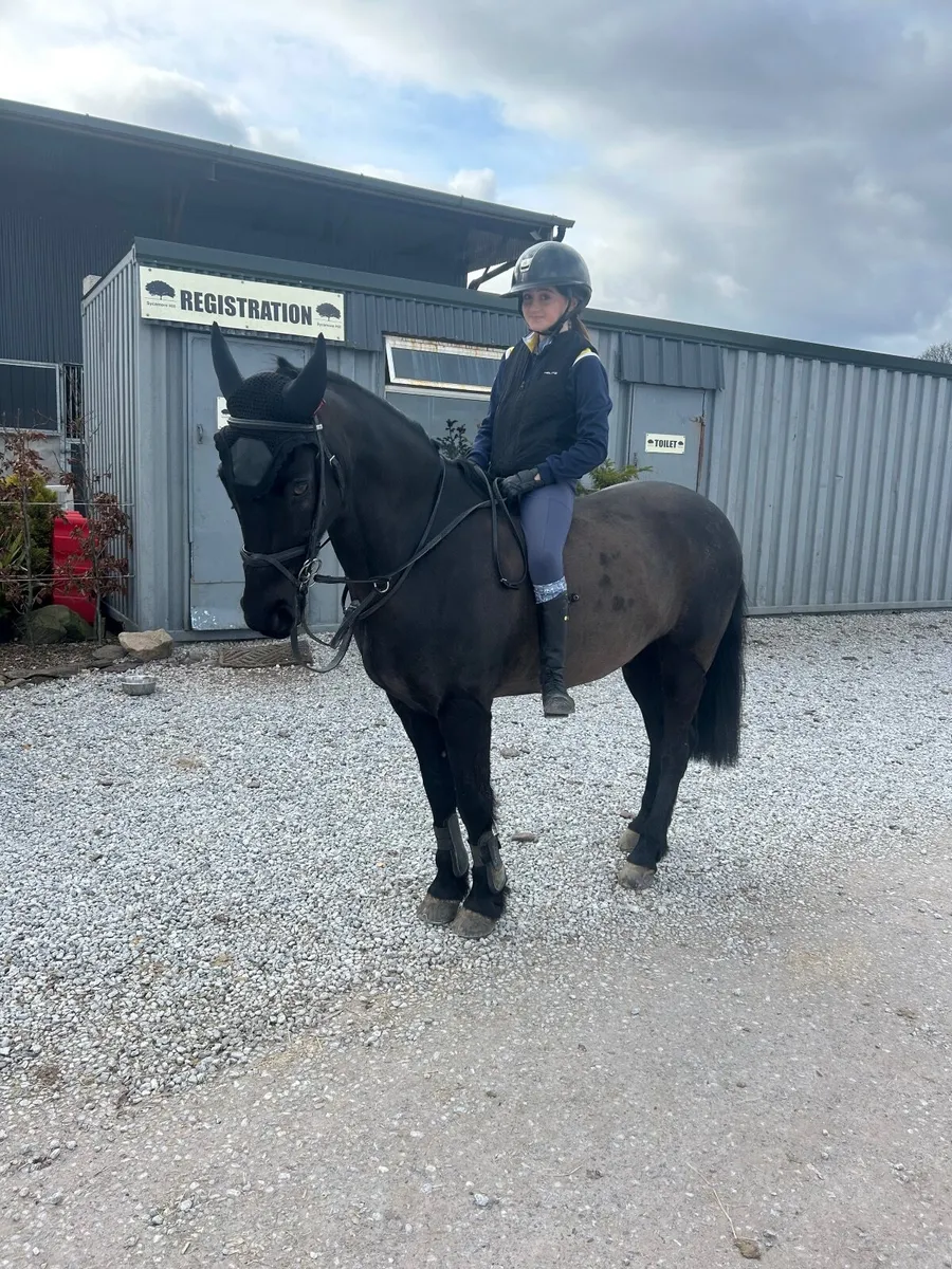 Pony - Image 3