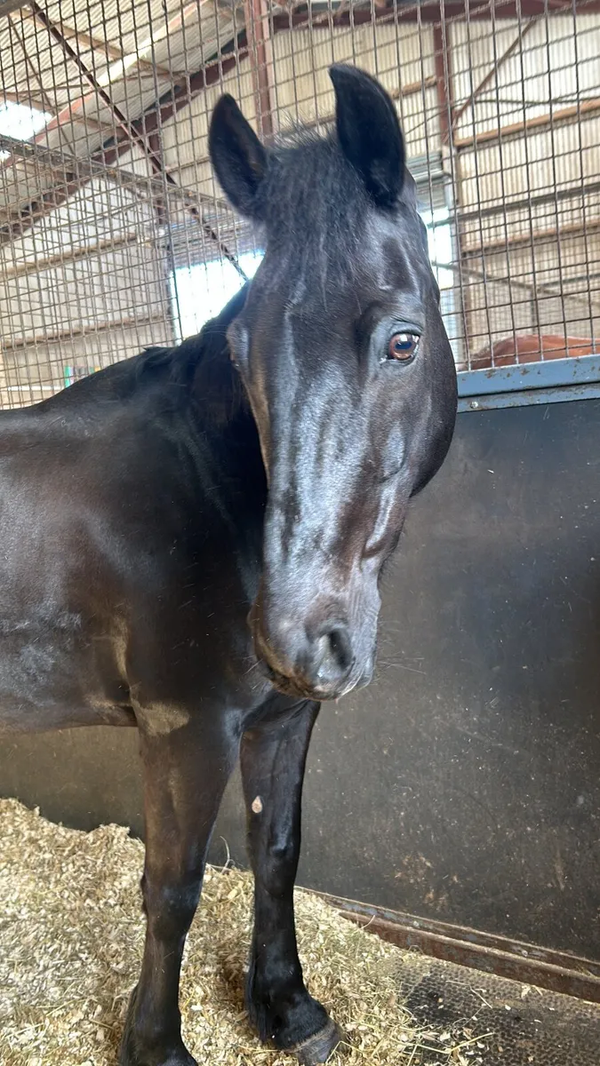 Pony - Image 1