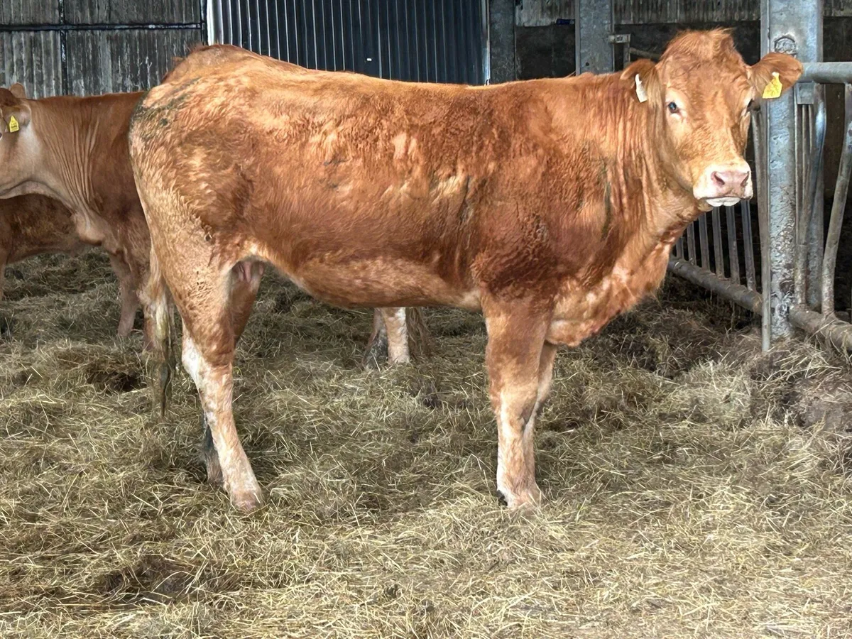 25 super autumn calving  heifers - Image 1