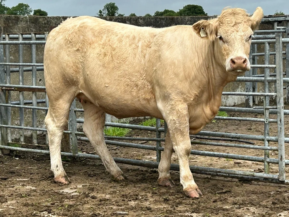 25 super autumn calving  heifers - Image 2