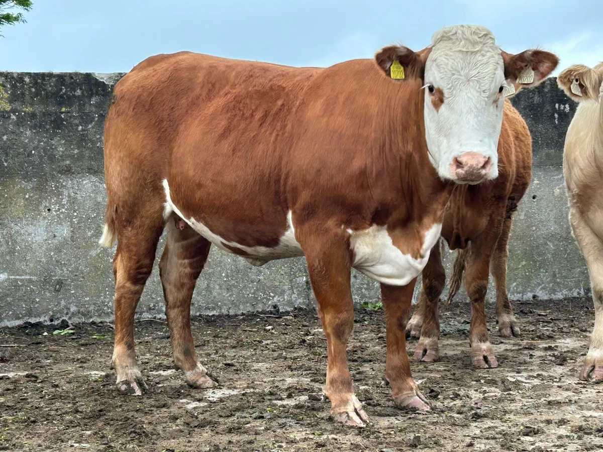 25 super autumn calving  heifers - Image 3