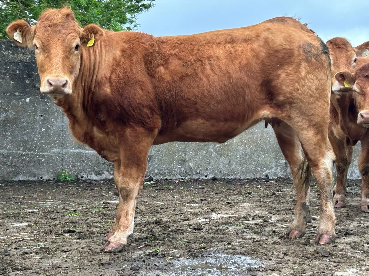 25 super autumn calving  heifers - Image 4