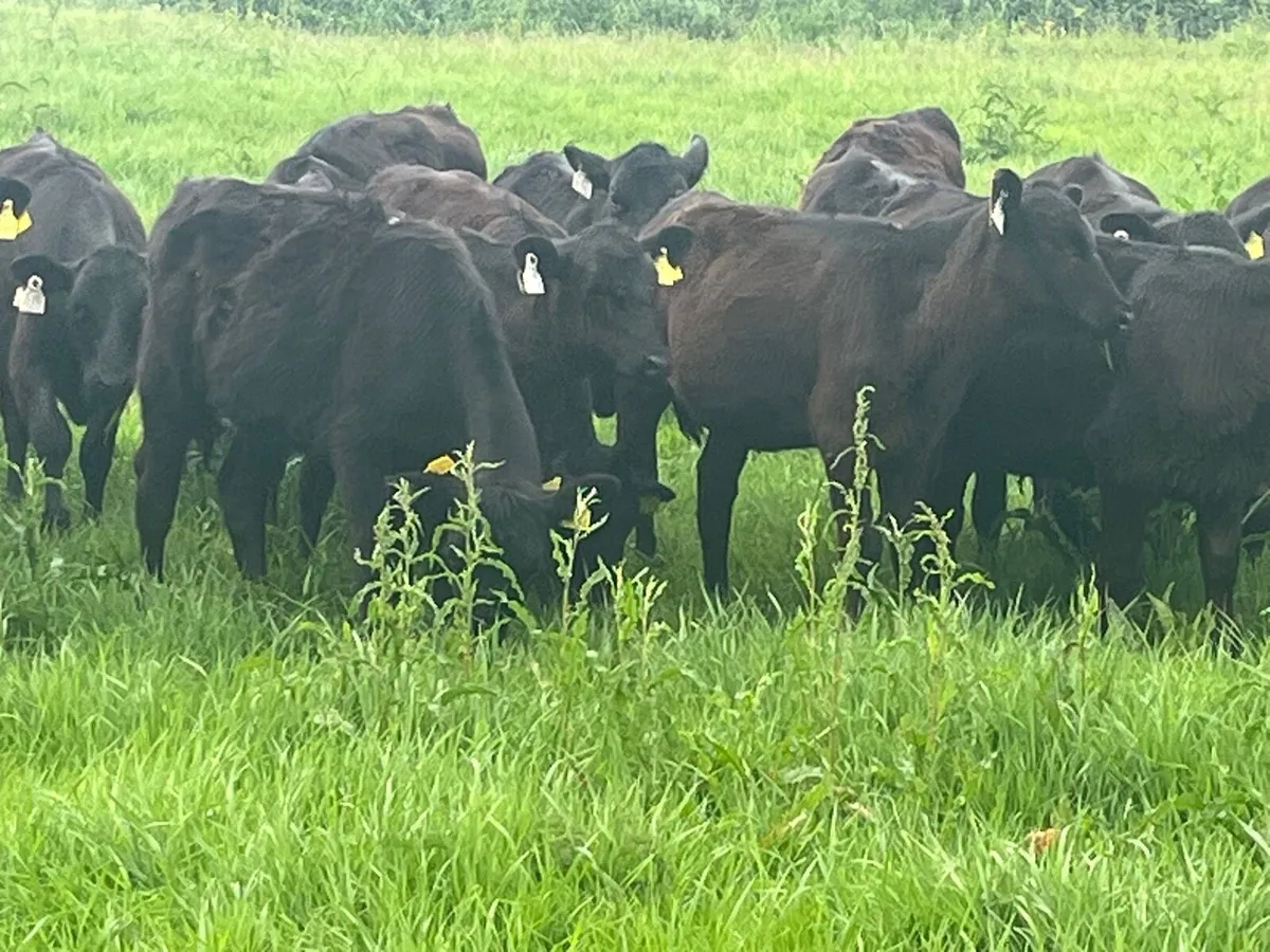 Heifer Weanlings - Image 1