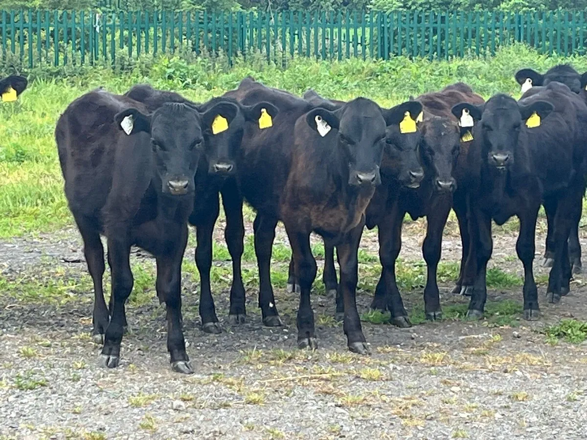 Heifer Weanlings - Image 2