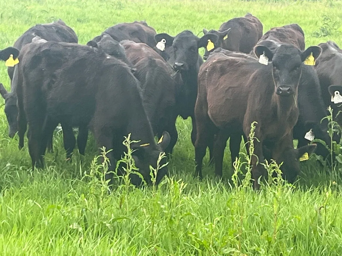Heifer Weanlings - Image 3