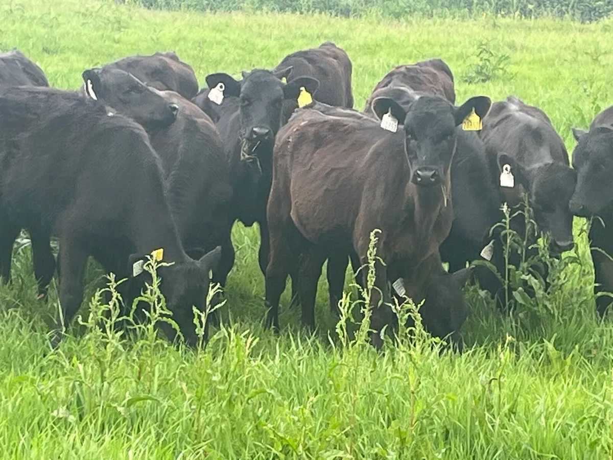 Heifer Weanlings - Image 4