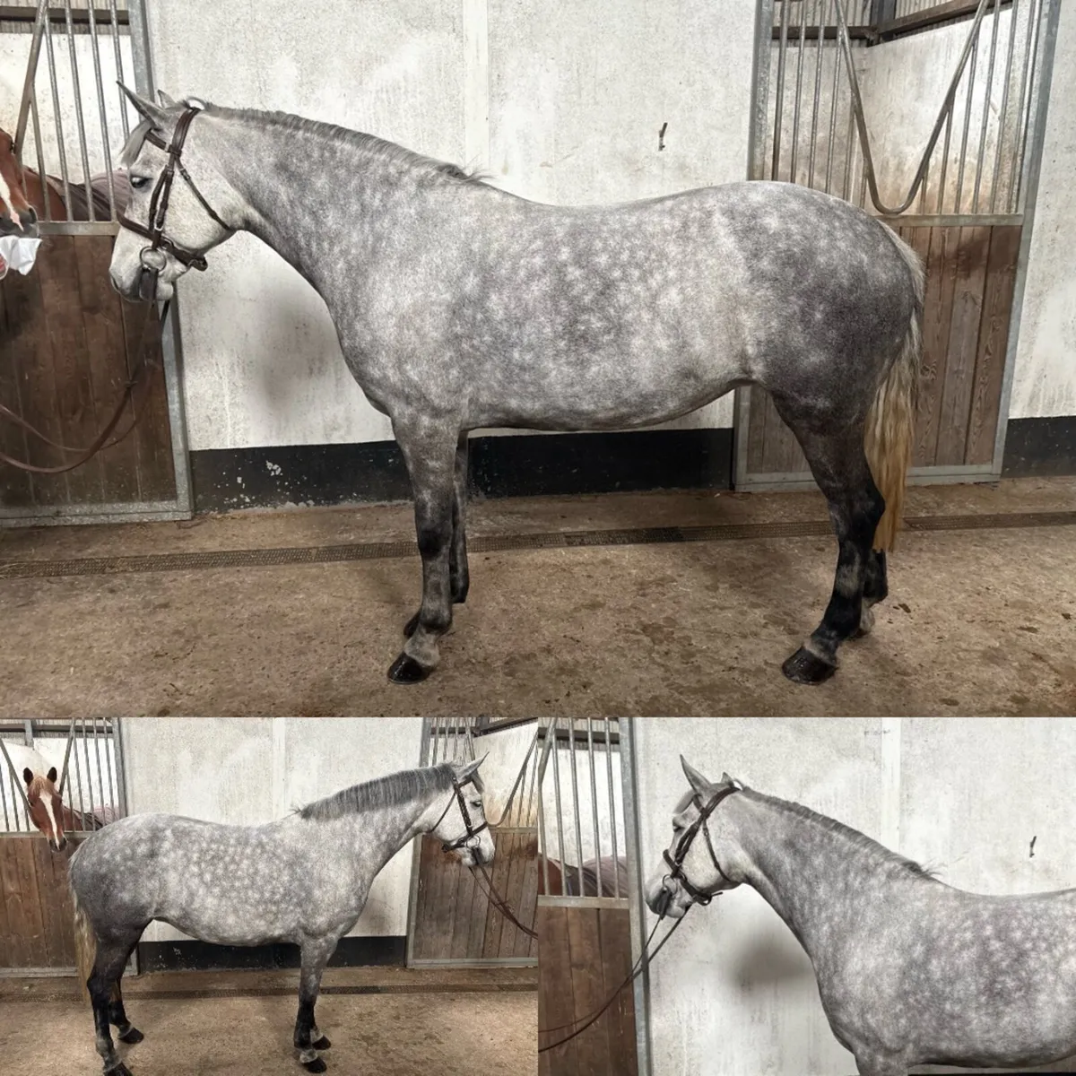 Top quality horses and ponies - Image 2