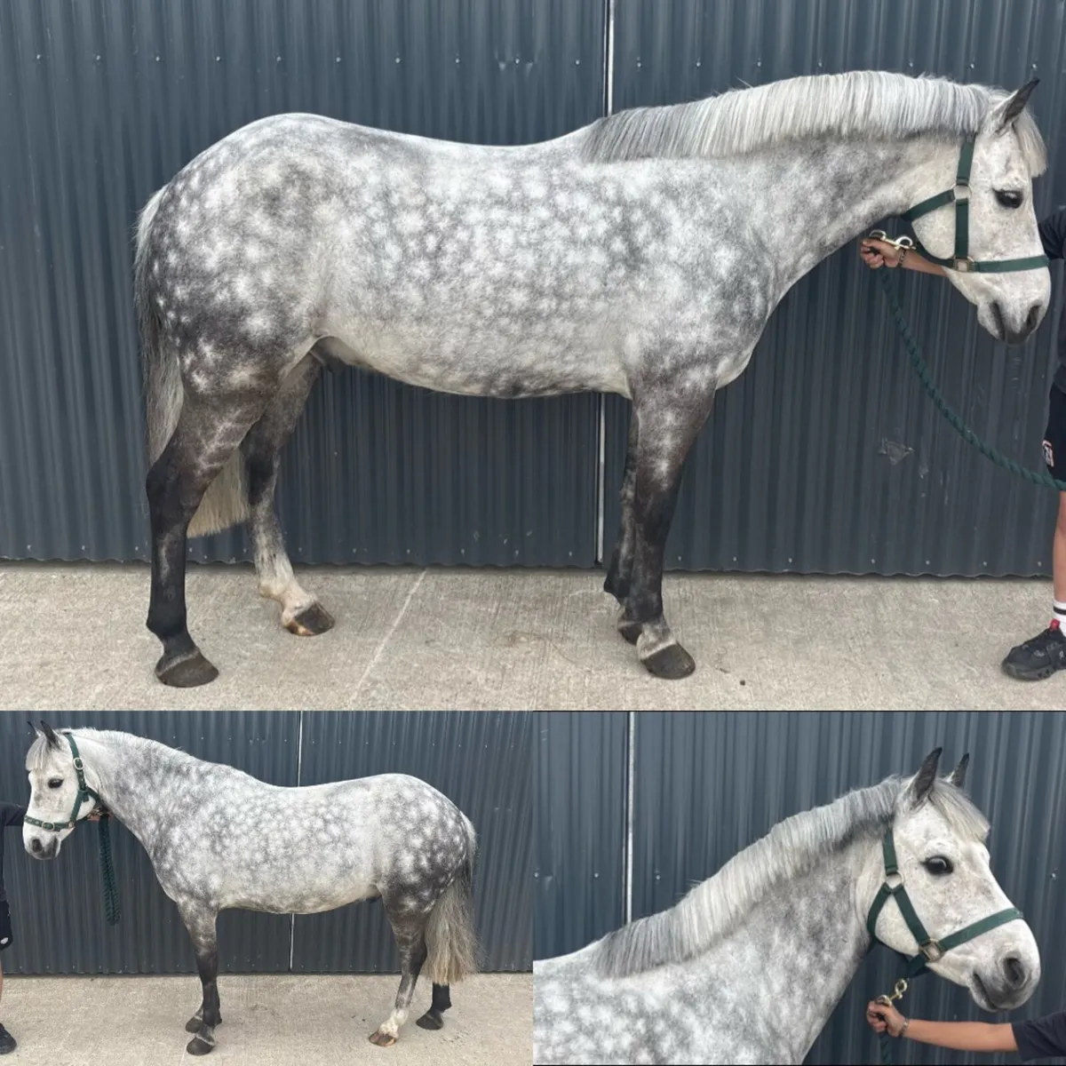 Top quality horses and ponies - Image 3