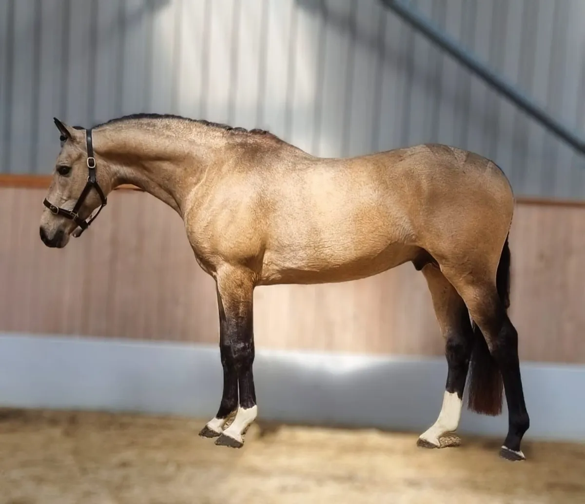 Stallions Standing At Stud - Image 1