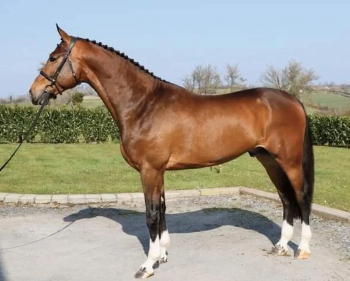 Stallions Standing At Stud - Image 2