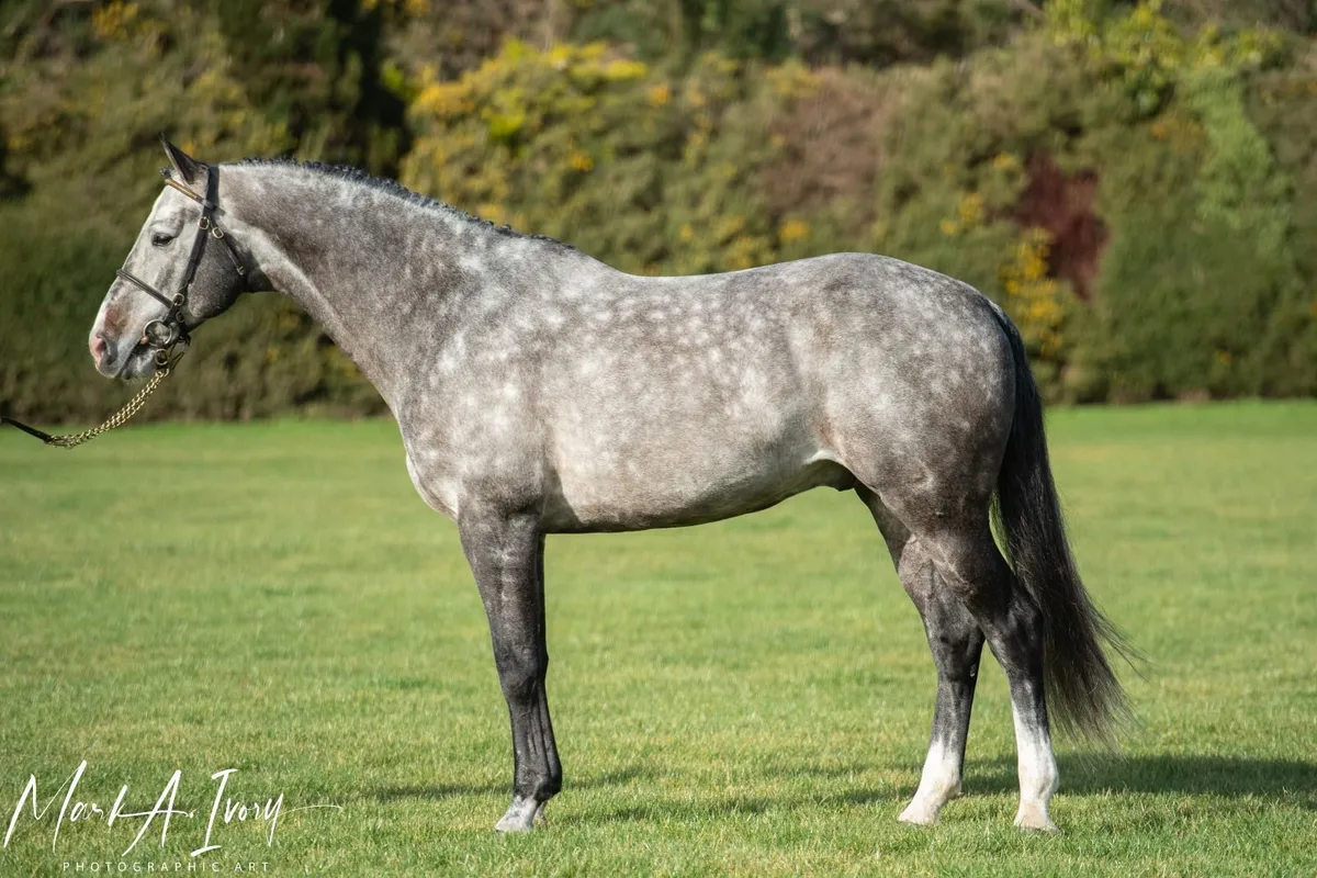 Stallions Standing At Stud - Image 3