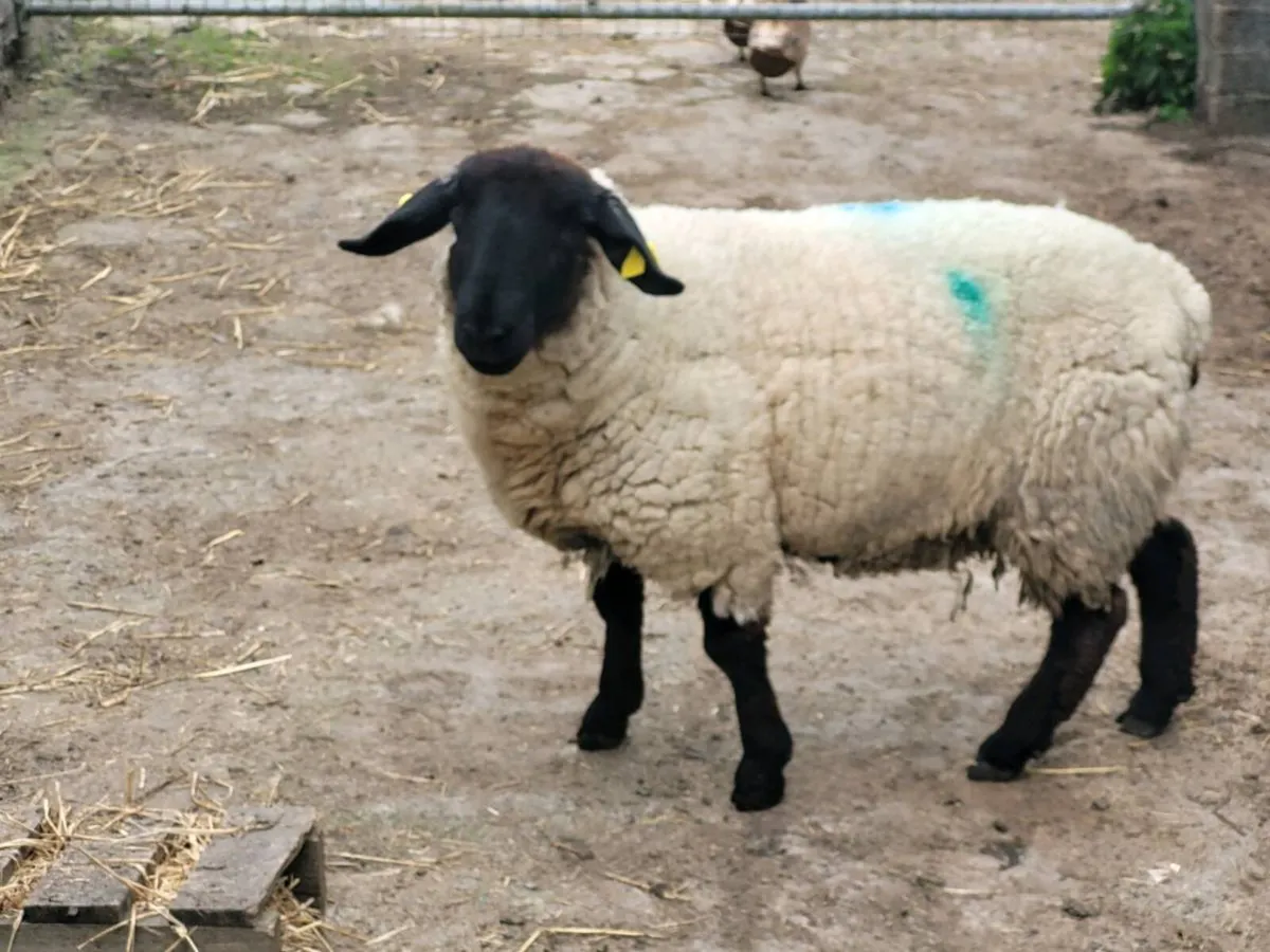 Pbnr suffolk ewe - Image 2