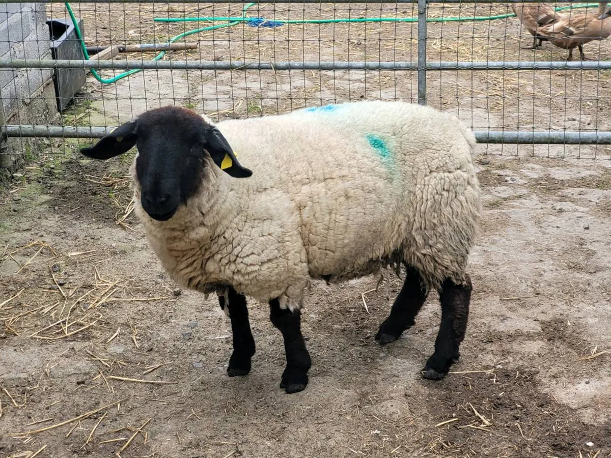 Pbnr suffolk ewe - Image 3