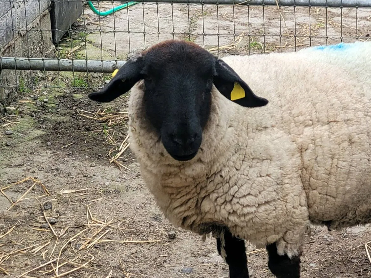 Pbnr suffolk ewe - Image 4