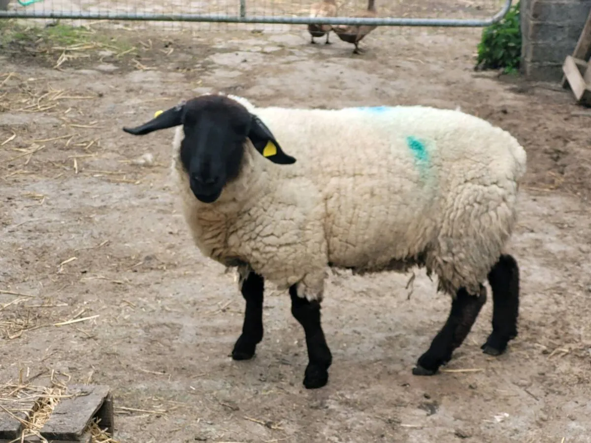 Pbnr suffolk ewe - Image 1