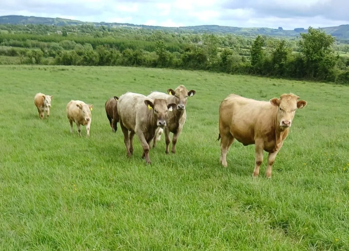 Heifers