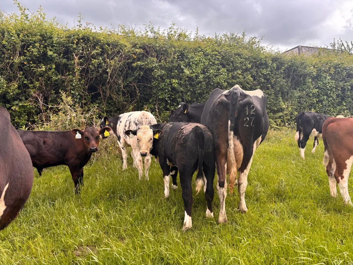 3 Dairy cows & 8 calves - Image 2