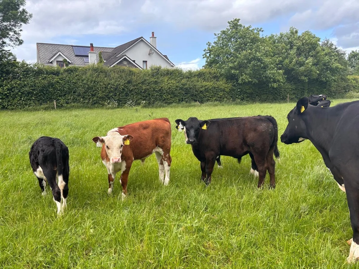 3 Dairy cows & 8 calves - Image 3