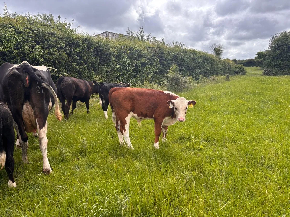 3 Dairy cows & 8 calves - Image 4