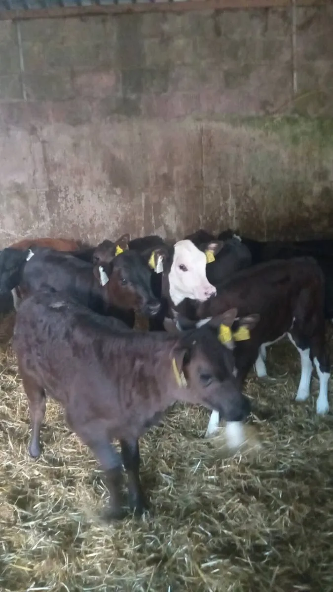 GRASS CALVES 12  super reared heifers - Image 1