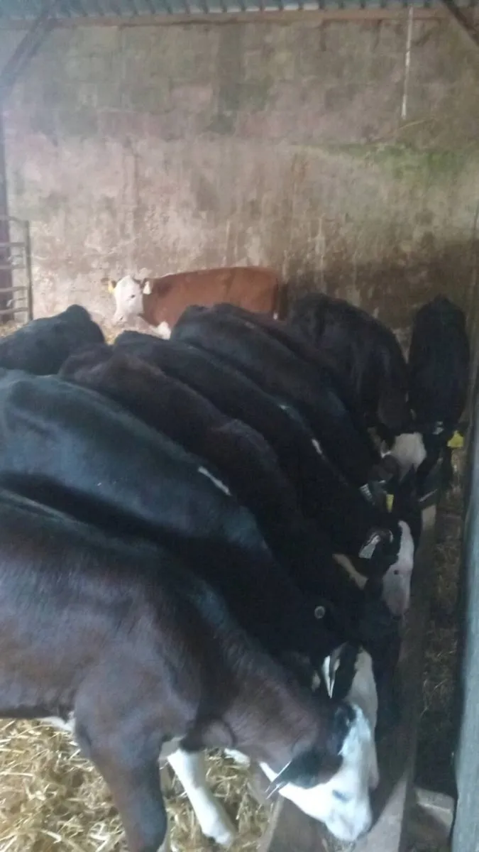 GRASS CALVES 12  super reared heifers - Image 2