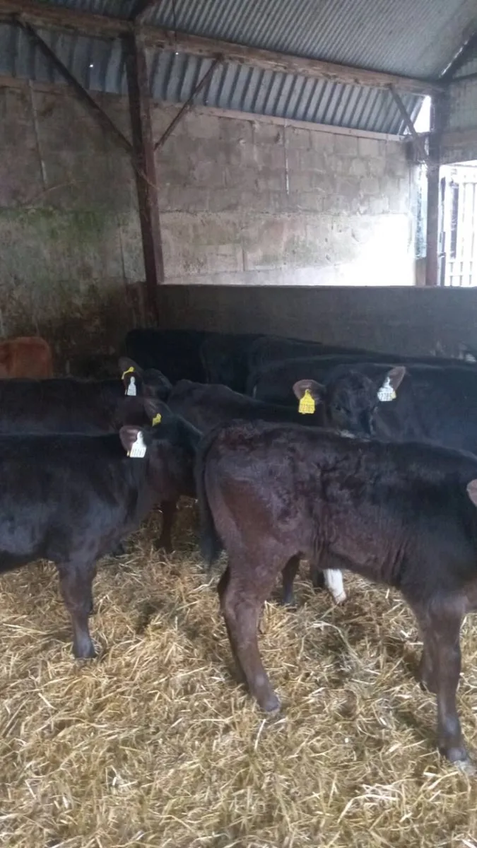 GRASS CALVES 12  super reared heifers - Image 3