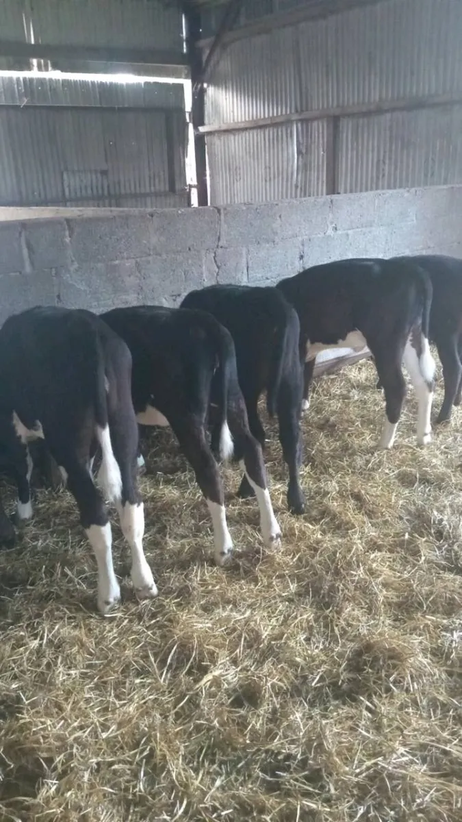 GRASS CALVES 12  super reared heifers - Image 4