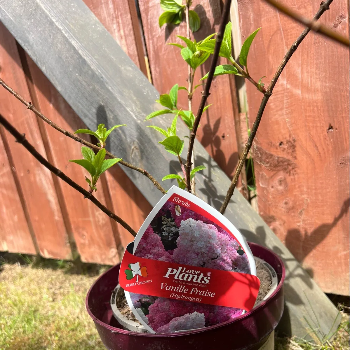 Plants - Image 1