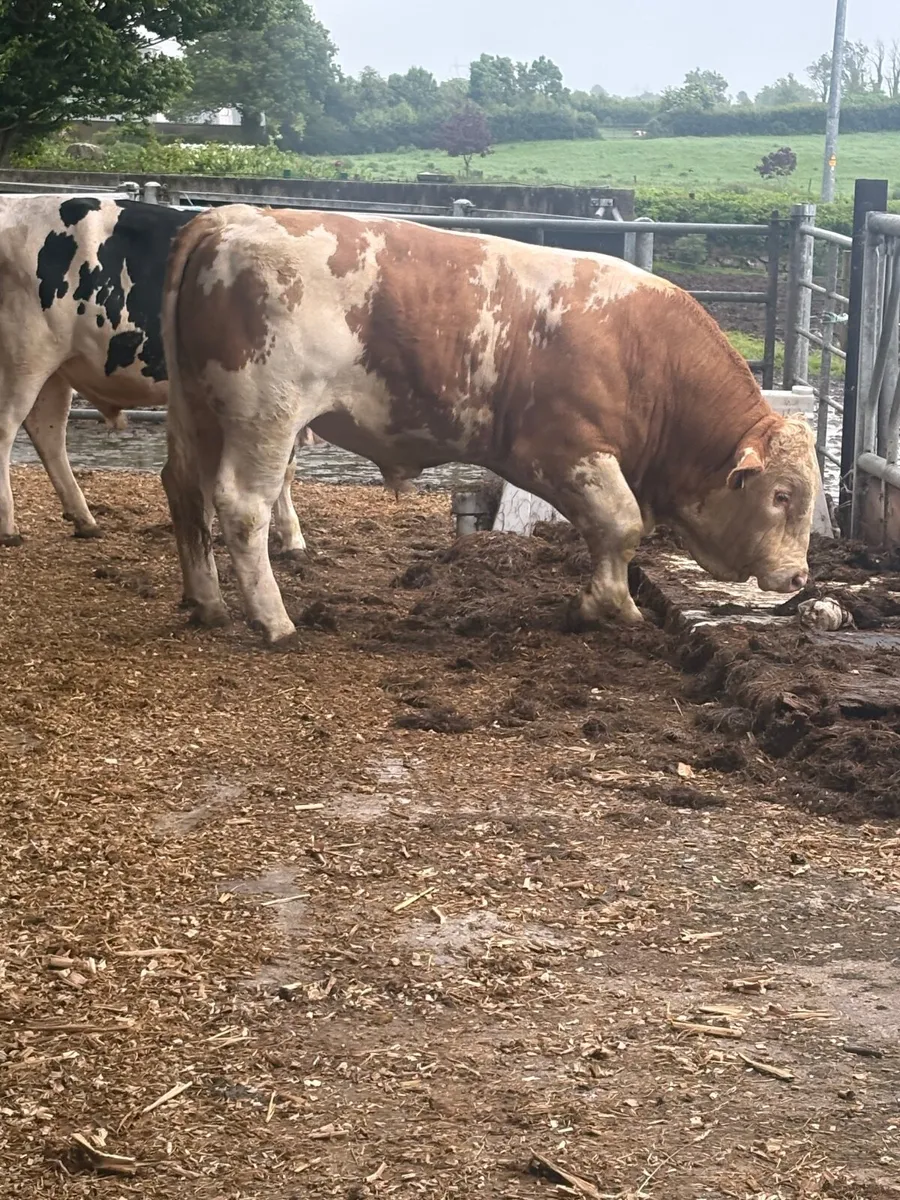 Pbr Simmental bull - Image 2