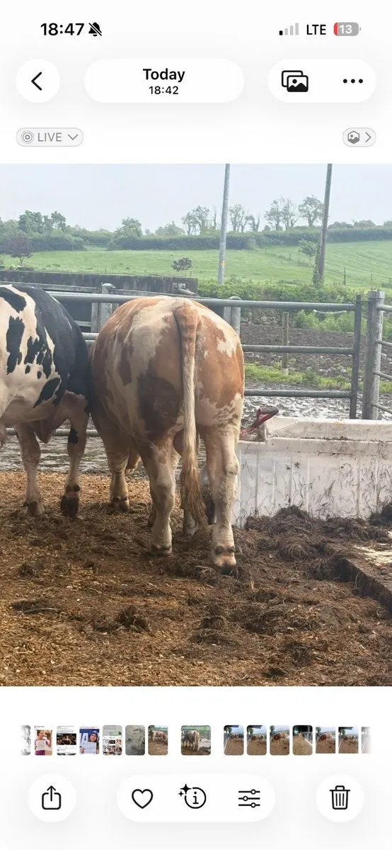 Pbr Simmental bull - Image 3