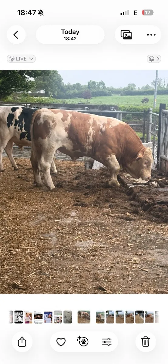 Pbr Simmental bull - Image 4