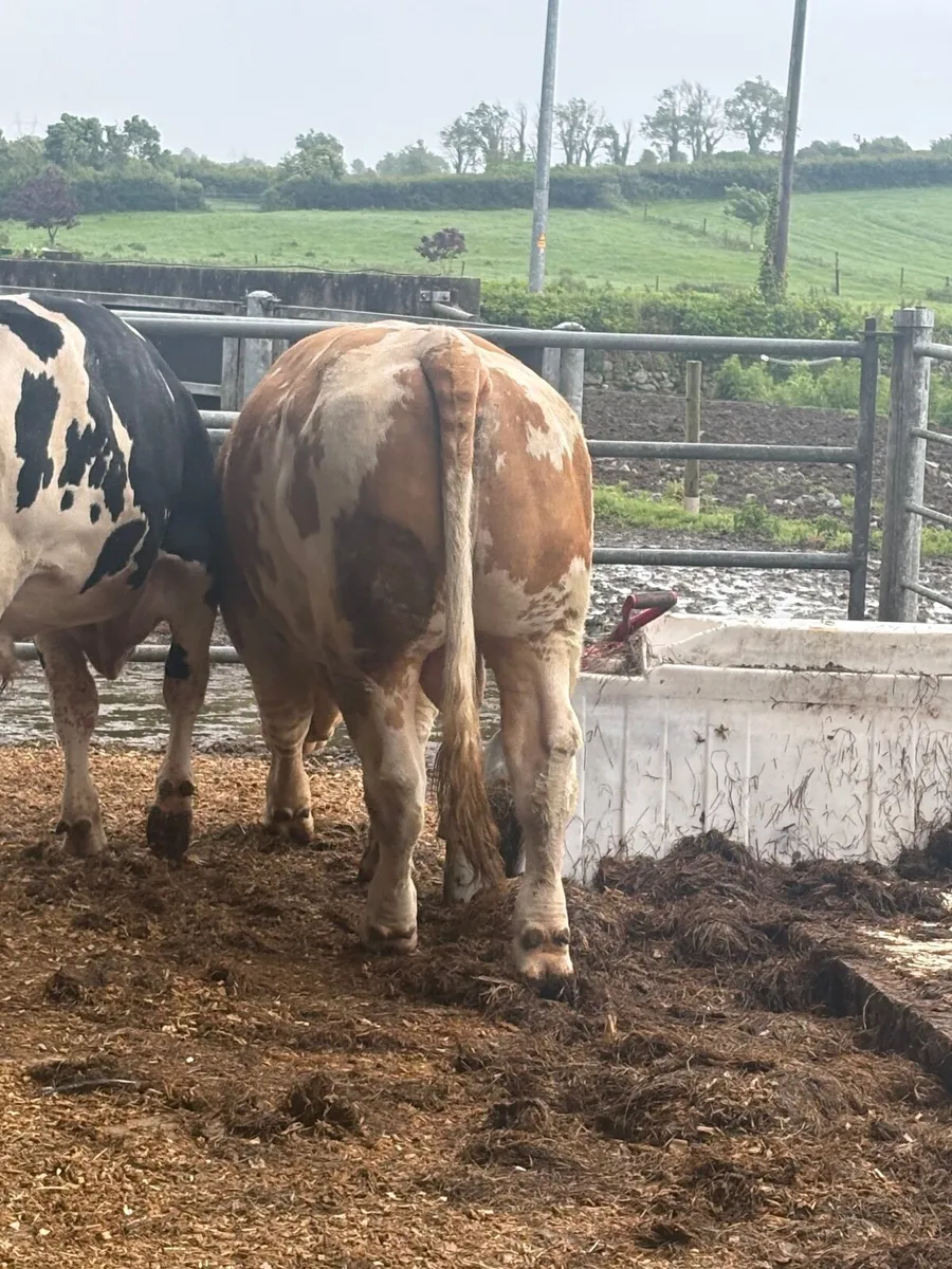 Pbr Simmental bull - Image 1
